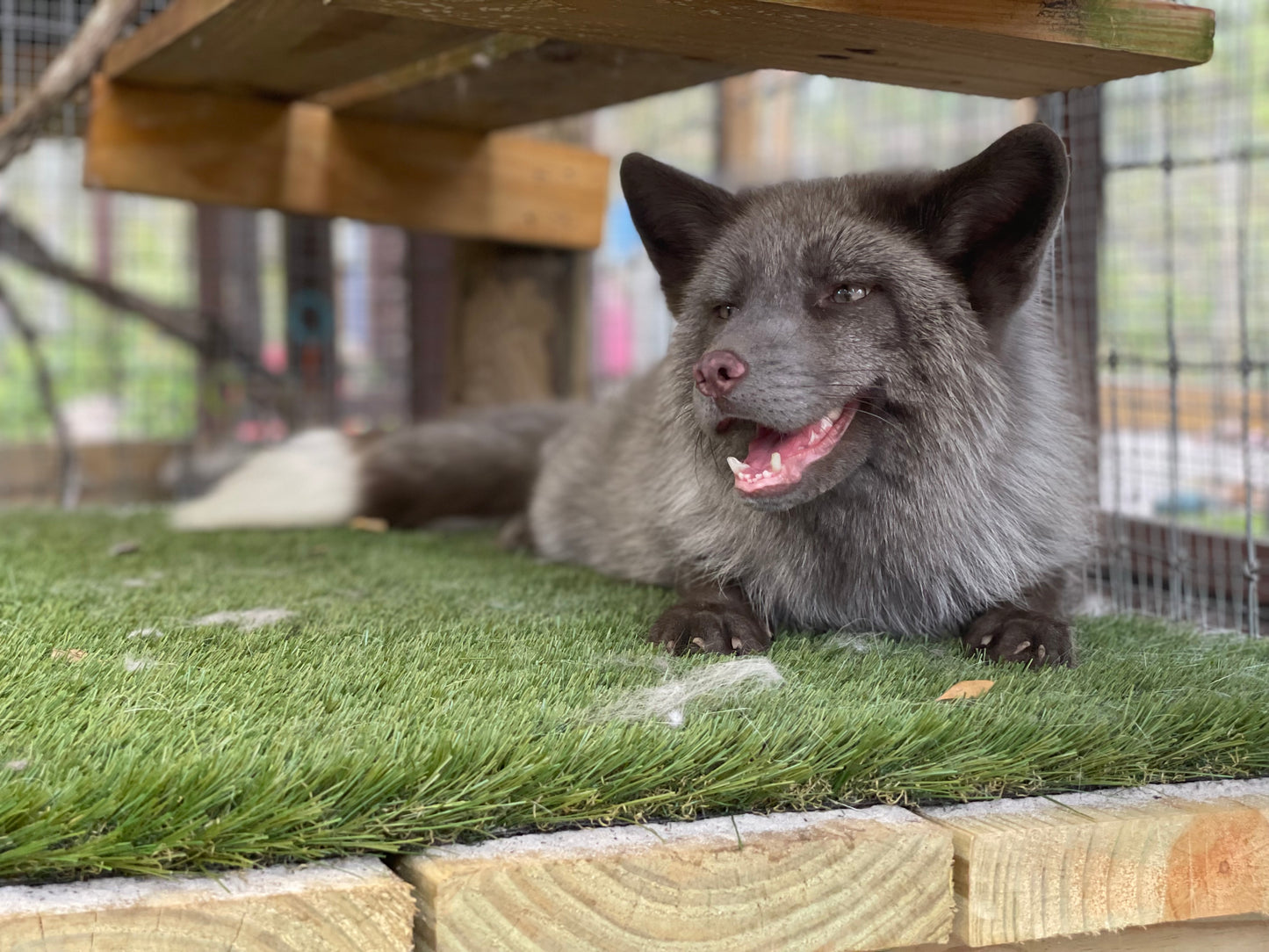 Fenris Fox Photo Print