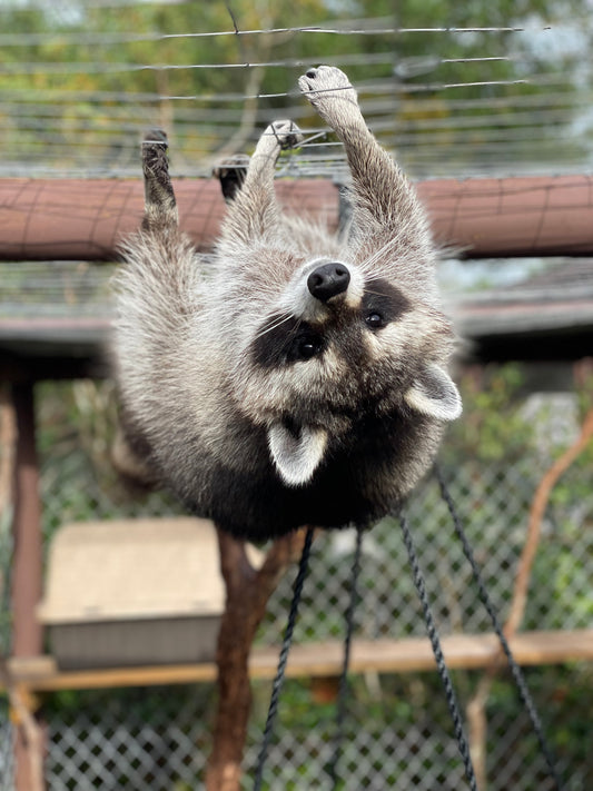 Stephen the Raccoon Photo Print